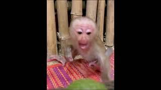 #monkey #charminglymonkey #cuteanimal #babymonkey #awesomemonkey #cutemonkey #cute #Monkeybibi