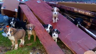 The story of seven little puppies️/Priča o sedam psića