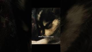 A Husky’s journey of growth #foryou #movie #film #video