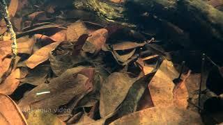 Nature's aquarium : Ornamental fishes in the amazon, Rio Demeni, Brasil