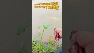 HUGE CATFISH !!! WHAT HIDING UNDER THE WATER'S SURFACE ,LUREFISHING #shortsvideo #lurefishing