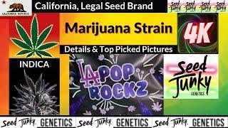 La Pop Rockz Seed Junky Genetics Details