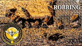 Stop Bee Hive Robbing with a Robbing Screen, Robbing Explained.