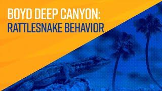 Boyd Deep Canyon: Using Technology to Understand Rattlesnakes