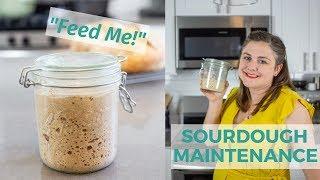 Sourdough Starter Maintenance | Sourdough for Beginners