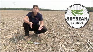 Soybean School: Replant strategies for dry soils