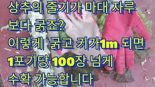 상추재배 깐만히 보앗다간 큰코 다칩니다#상추#lettuce #채소