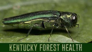 Kentucky Forest Health Update