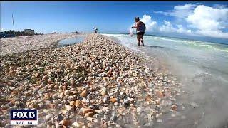 Lido Beach covered with rare shells
