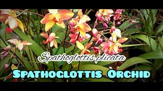 Spathoglottis orchid / Spathoglottis plicata / Malayan ground orchid / orchid flower / Ground orchid