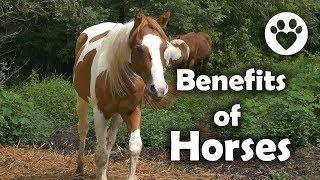 What are the Benefits of Owning Horses?