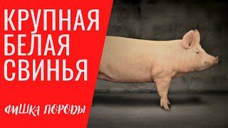 КРУПНАЯ БЕЛАЯ СВИНЬЯ  /  почему это самая рентабельная порода свиней  ?