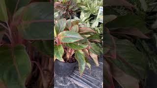 Phục hồi và chăm sóc cây Ngọc ngân, Phú quý #canhphong #trunquecanhphong #trangtraicanhphong