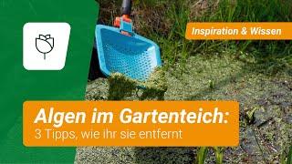 3 Tipps gegen Algen im Gartenteich