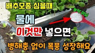 배추모종 그냥 심지 말고 물에 이것 넣고 담궜다 심으면 병해충 없이 잘 자랍니다 김장배추심는시기 심는 간격