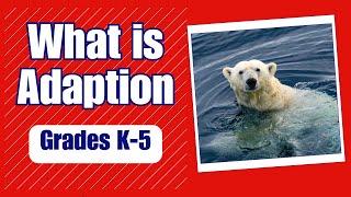 What is Adaptation - More K-5 Science