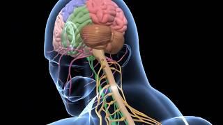 Biology - 3D animation  - तन्त्रिका तन्त्र (सीनियर ) Human Nervous System  Overview  - Hindi