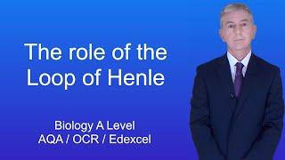 A Level Biology Revision (Year 13) "The Role of the Loop of Henle"