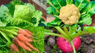 What To Sow In December Month // December Vegetables