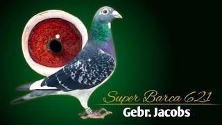 Marathon Pigeons for the Toughest and Most Extreme Long distance races of 1000km - Gebroeders Jacobs