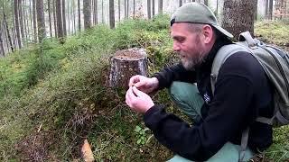 Грибники с новостями из горных лесов Карпат. Когда пойдут грибы в горах?