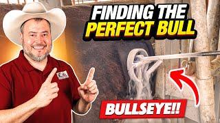 RAISING BEEF CATTLE FOR BEGINNERS – Finding the Perfect Replacement Bull!