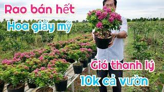 Thanh Lý Bán Hết Vườn Bông Giấy Mỹ Giá Rẻ Như Cho Chỉ 10k 1 Bầu (Gọi 0386.30.28.29)