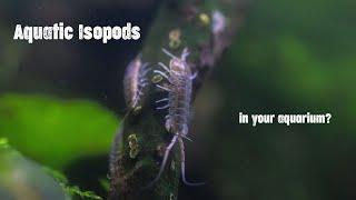 Intro to: Aquatic Isopods (in your aquarium)