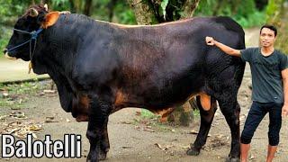 PEGON LIMITED EDITION,Sapi Hitam Punggung Merah, Idaman Kandang BSF Sampai Saat Ini Belum Keturutan.