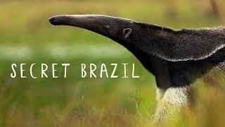 Secret Brazil: Wild Pantanal [National Geographic Documentary HD 2017]