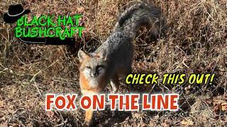 Grey Fox Encounter