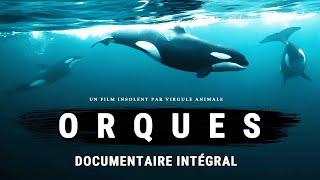 L'Orque : Le Plus Redoutable des Prédateurs | Documentaire intégral