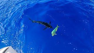 A Marlin Speared Our Mahi | Run & Gun Mahi Fishing | CCC