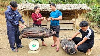 Pigs Raised for 2 Years Sold for 12 Million - Harvesting Cucumbers Bringing Go to the Market to Sell