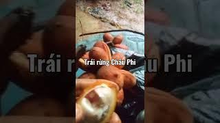 Huong Xuan Vlogs - Cuộc Sống Châu Phi