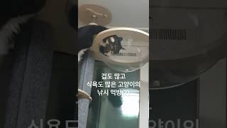 간식은 먹고 싶고 들어가긴 무섭고 #뚱냥이 #겁쟁이 #고양이