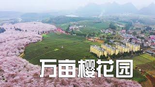 The real shot of Guizhou Pingba 10,000-mu Sakura Garden is spectacular