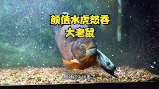 四十公分胭脂水虎有多霸气，扔一条大老鼠进去，瞬间秒掉一半