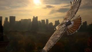 Hawk Medicine - Native American Music , Shamanic Music