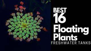 Best Floating Plants - 16 Great Options To Try Out 