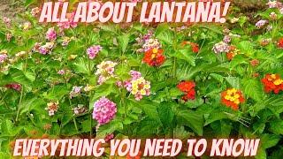 All About Lantana | A Comprehensive Review