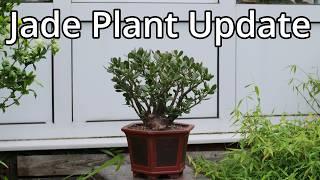 Jade Plant Update 2024