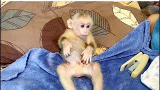 Mother dressing diaper for Baby monkey Miker