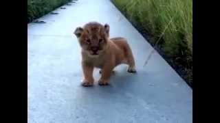 What a Lion cub's roar sounds like