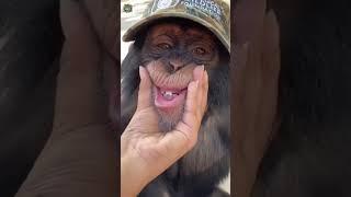Monkey Videos | best of Monkeys | Jungle Mangle tv