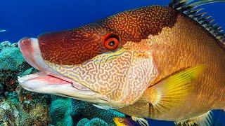 Hogfish - The Pigs of the Sea