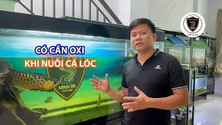 Có cần oxi khi nuôi cá lóc - Cá cảnh đẹp nhất tại Lóc Việt Minh Trí