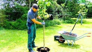 BAUM RICHTIG PFLANZEN: PFLANZLOCH, PFAHLANBINDUNG, STAMMSCHUTZ, WALLNUSS BÄUMCHEN DETAIL-PFLANZUNG