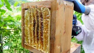 Summertime honey extraction, Traditional Japanese beekeeping, Apis cerana japonica.