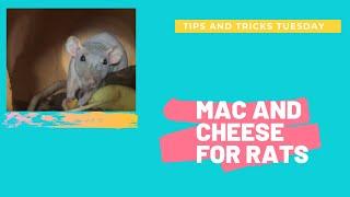 MAC AND CHEESE FOR PET RATS